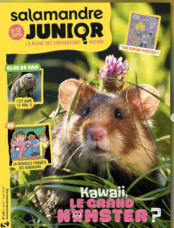 Salamandre Junior (8-12 ans)