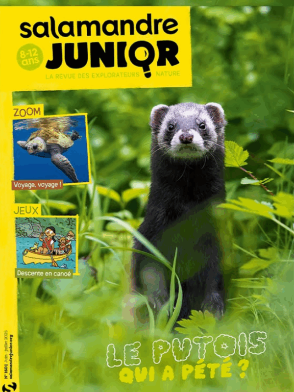 Salamandre Junior (8-12 ans)